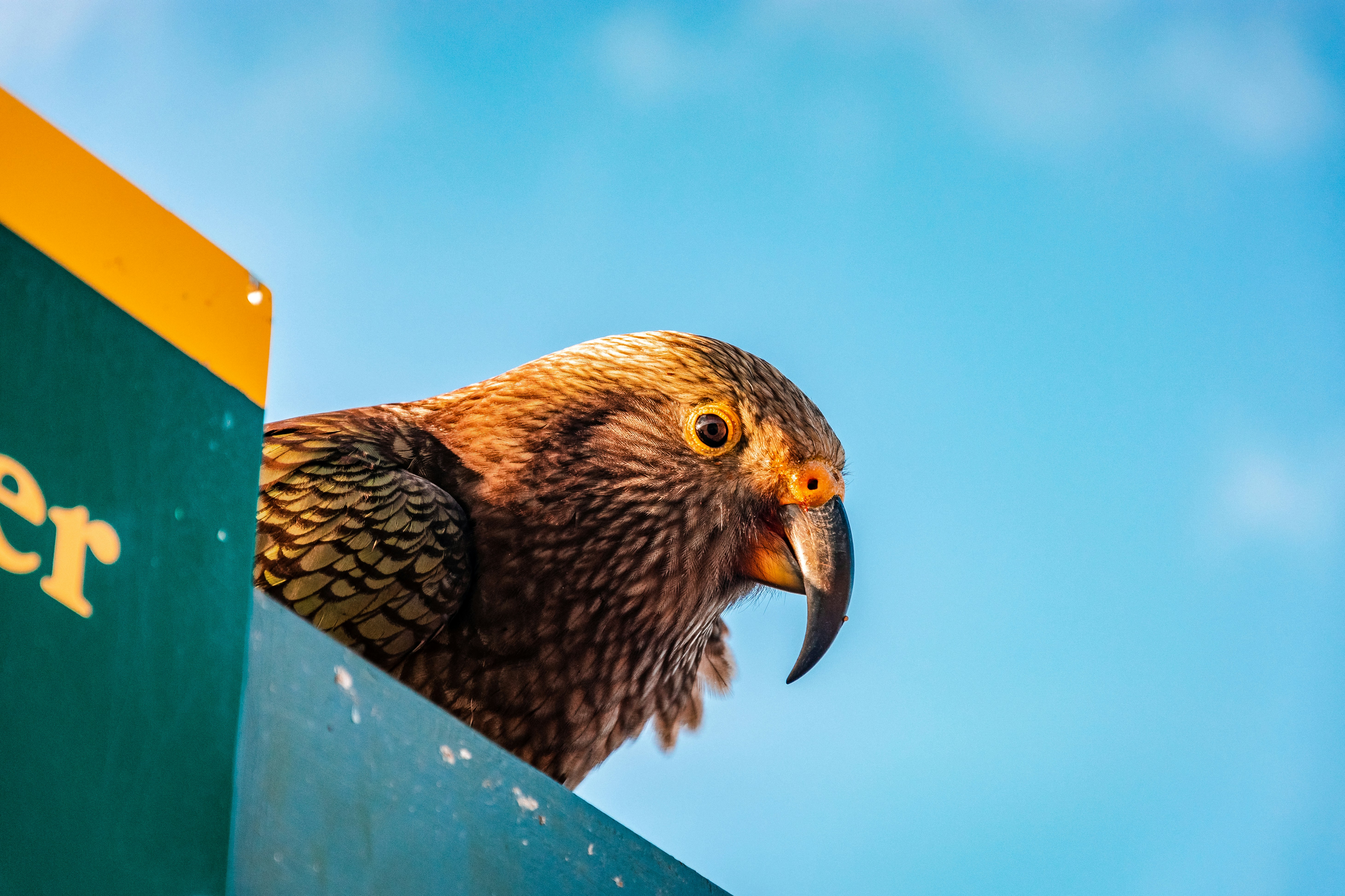 brown and black bird on blue wooden post