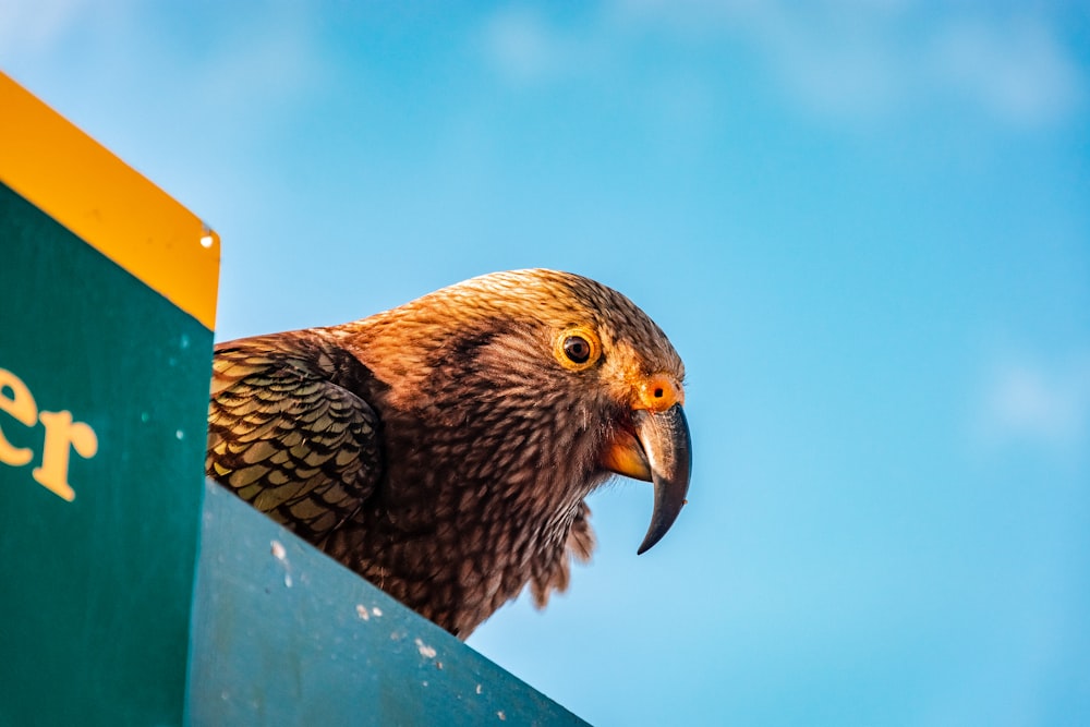 pájaro marrón y negro en poste de madera azul