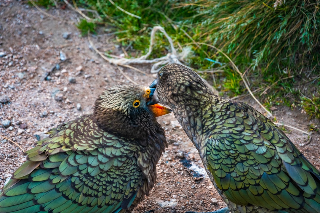 green and brown feathered bird