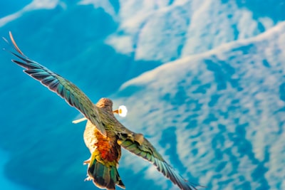 yellow and black bird flying during daytime native google meet background