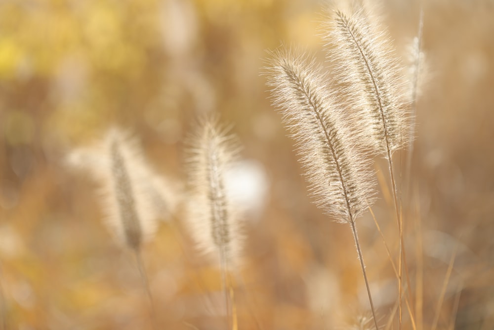 white wheat in close up photography