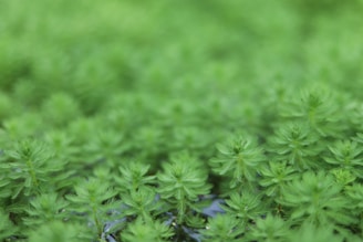 A close-up view of lush, green aquatic plants with delicate, feathery leaves. The image captures their vibrant greenery and intricate textures, creating a serene natural scene.
