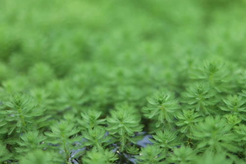 A vibrant close-up of native aquatic plants thriving in the chinampa waters of Xochimilco.