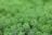 A close-up of healthy aquatic plants with rich green leaves in a well-maintained aquarium.