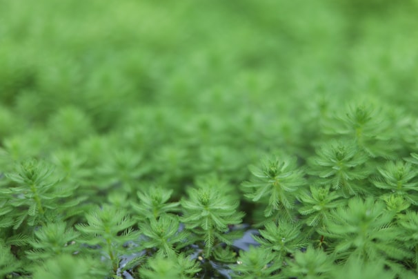 A close-up of vibrant aquatic plants floating on the water's surface.