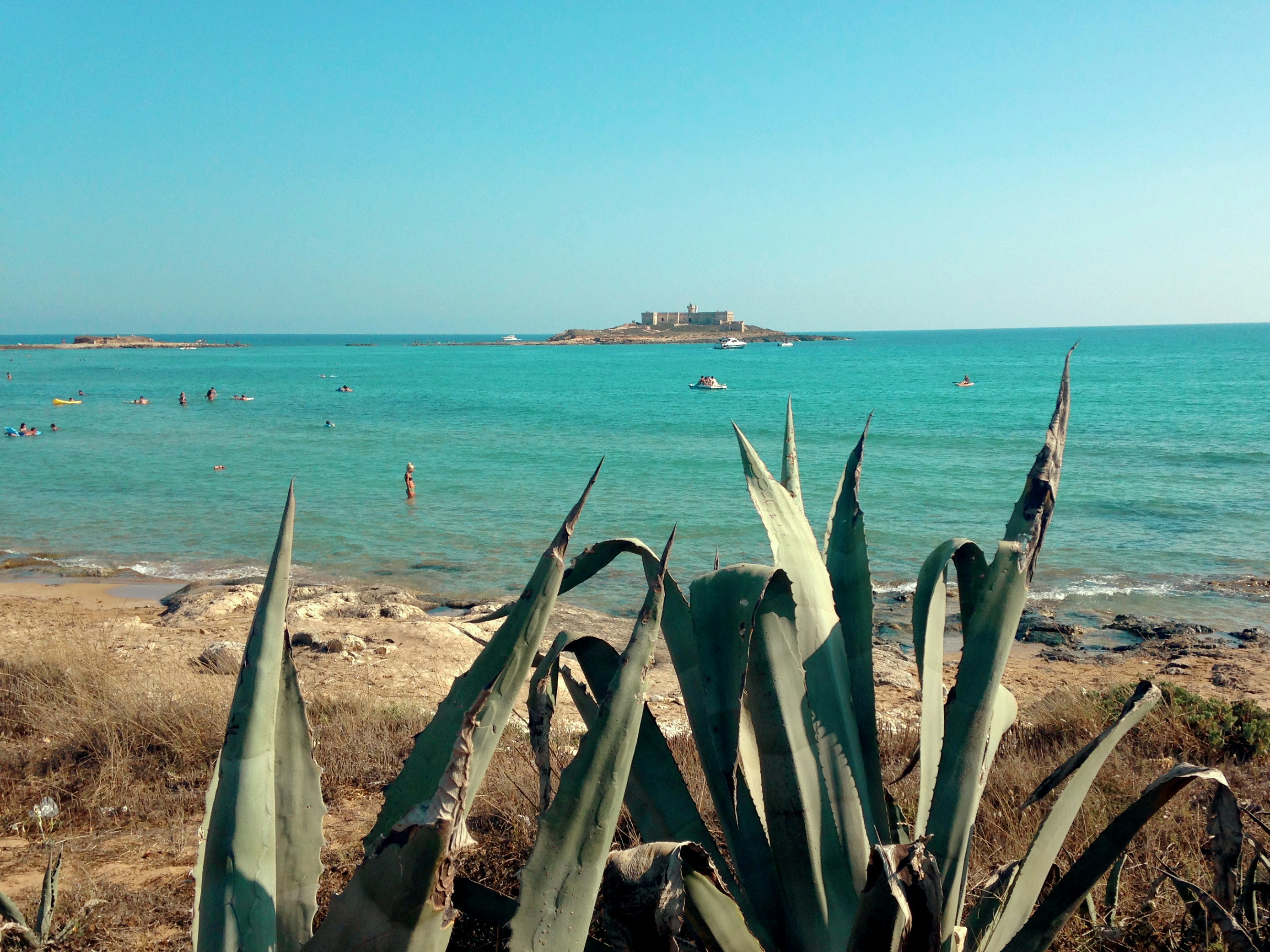pianta verde vicino allo specchio d'acqua durante il giorno