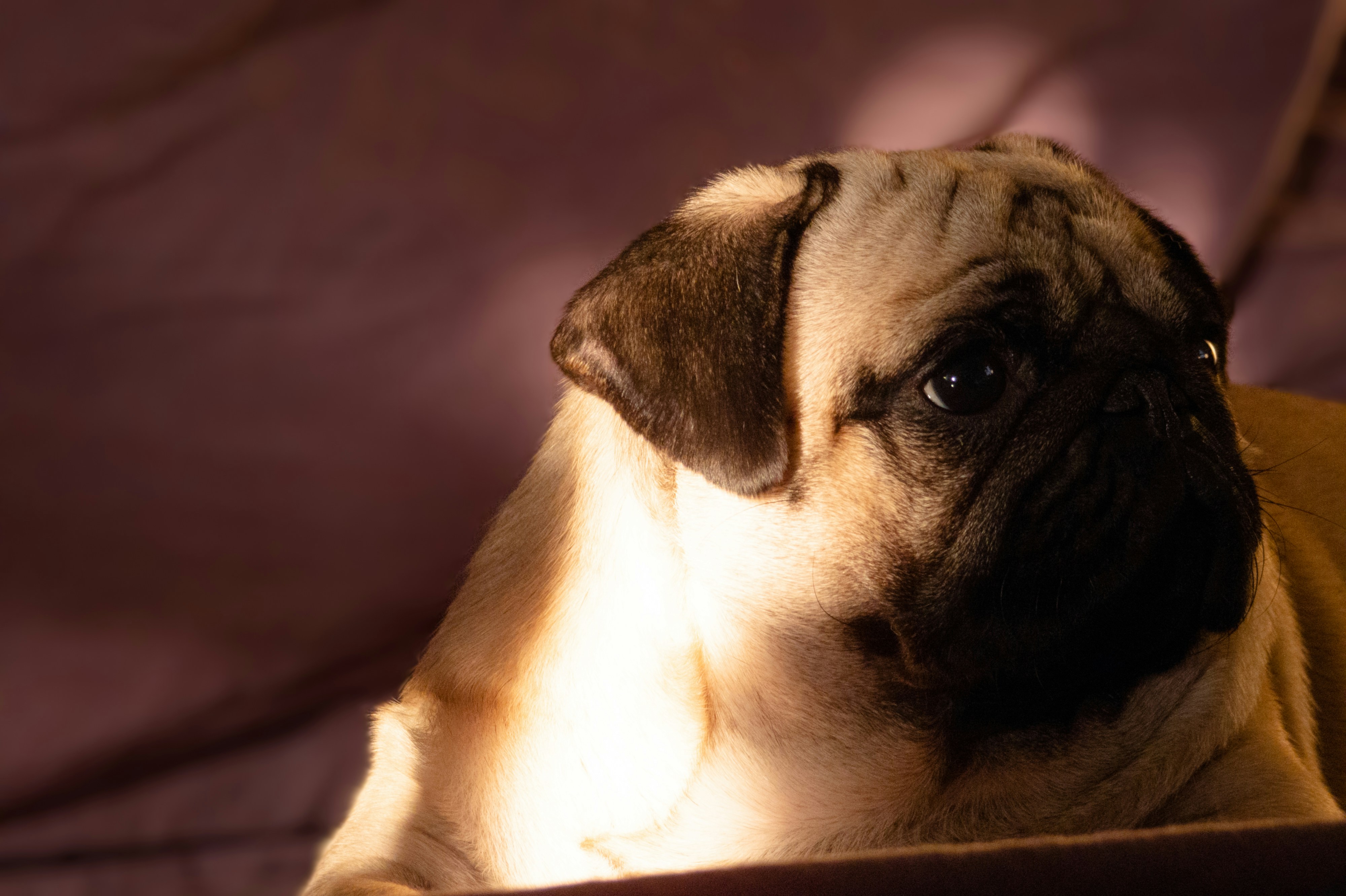 fawn pug on brown textile