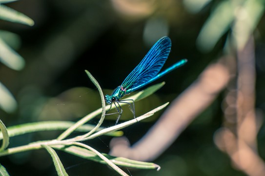 A vibrant blue dragonfly perched delicately on a slender green plant stem, with its wings elegantly spread. The background is softly blurred, showcasing a natural, lush environment with hints of green and brown.