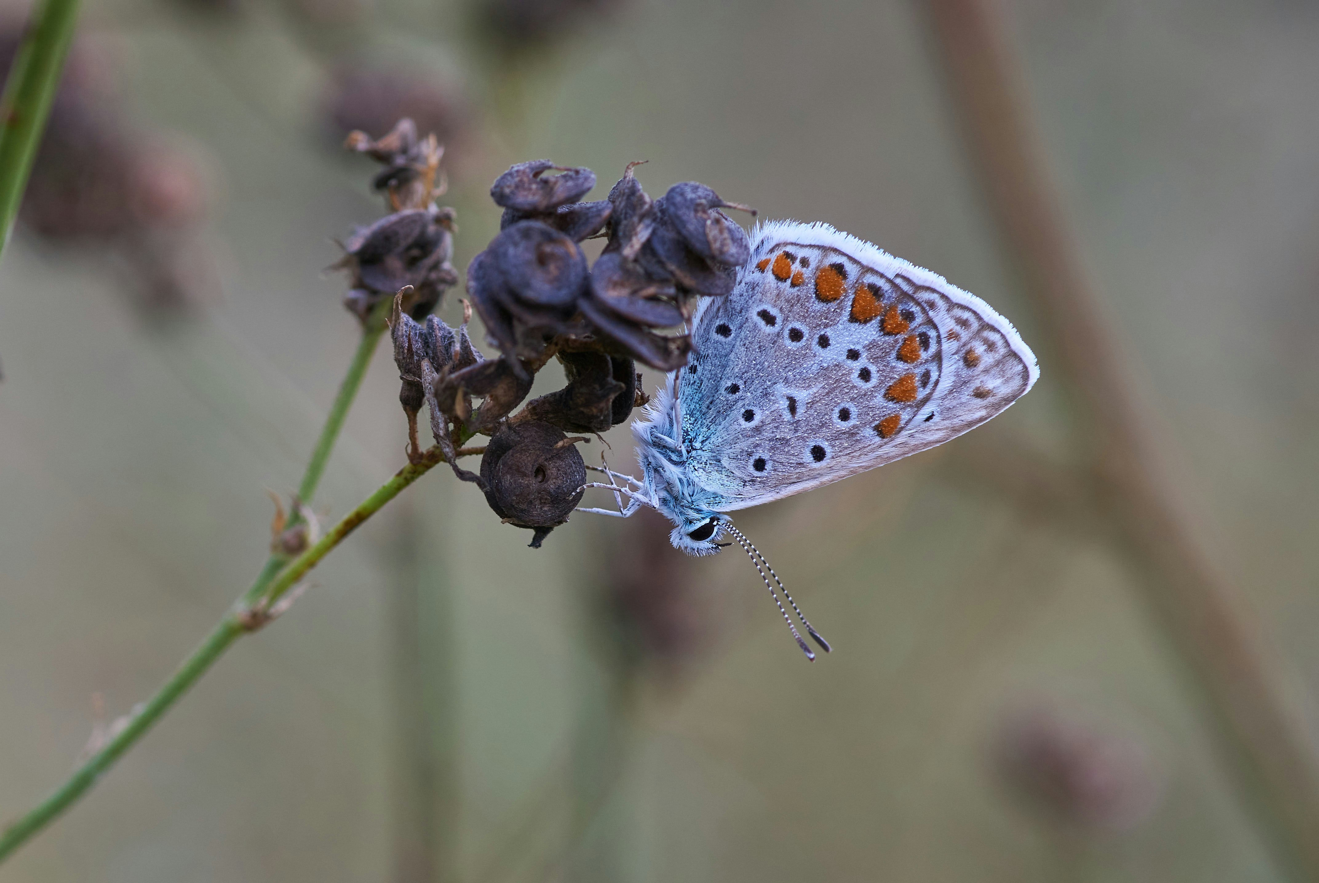 Photo by wolfgang_hasselmann