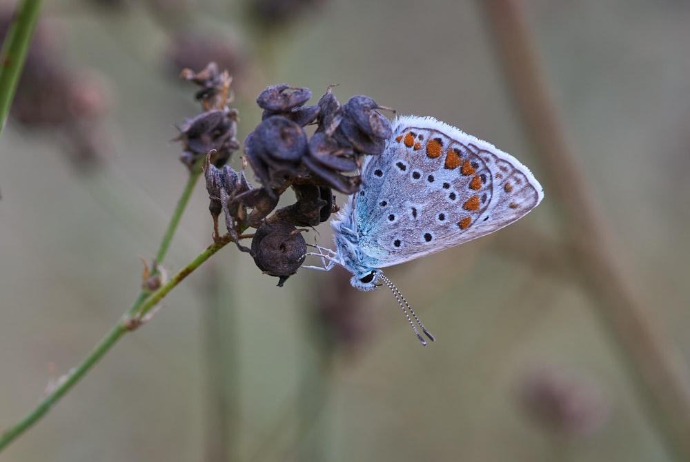 blue and white butterfly perched on purple flower in close up photography during daytime