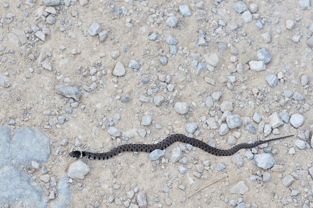 black and white snake on gray and brown stones