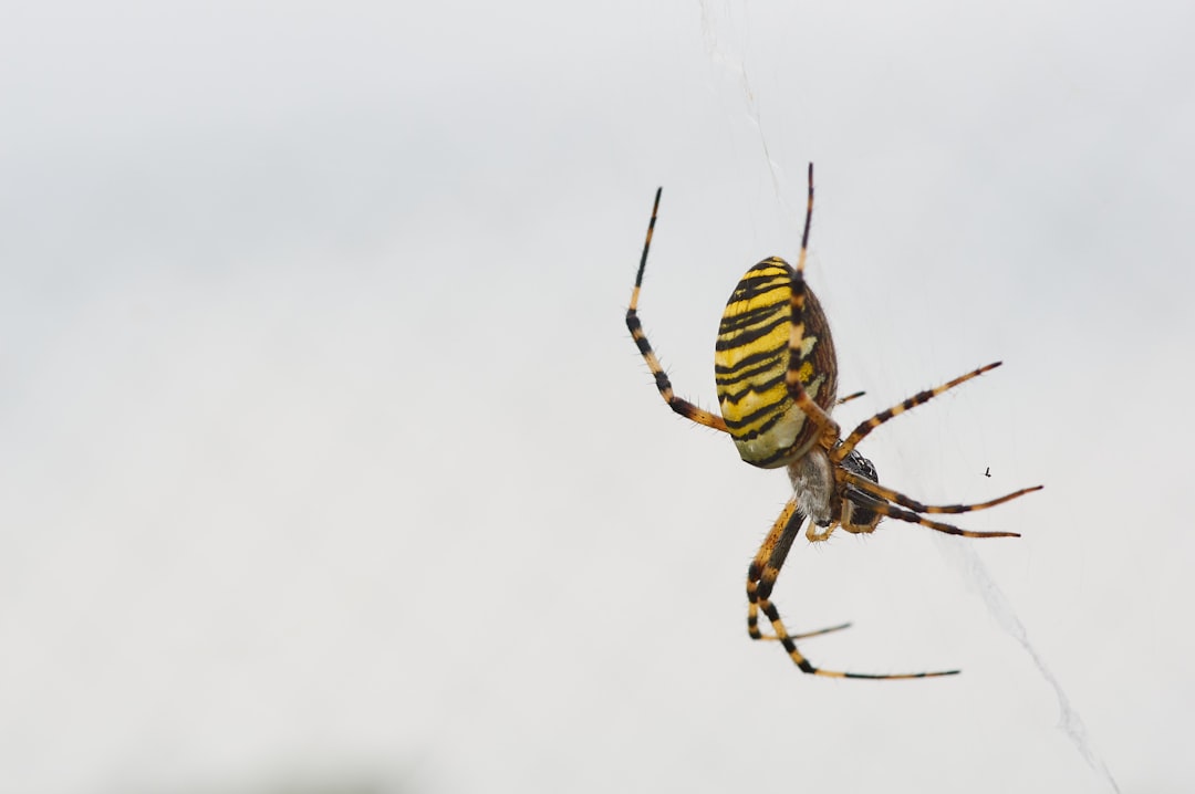 yellow and black spider on web