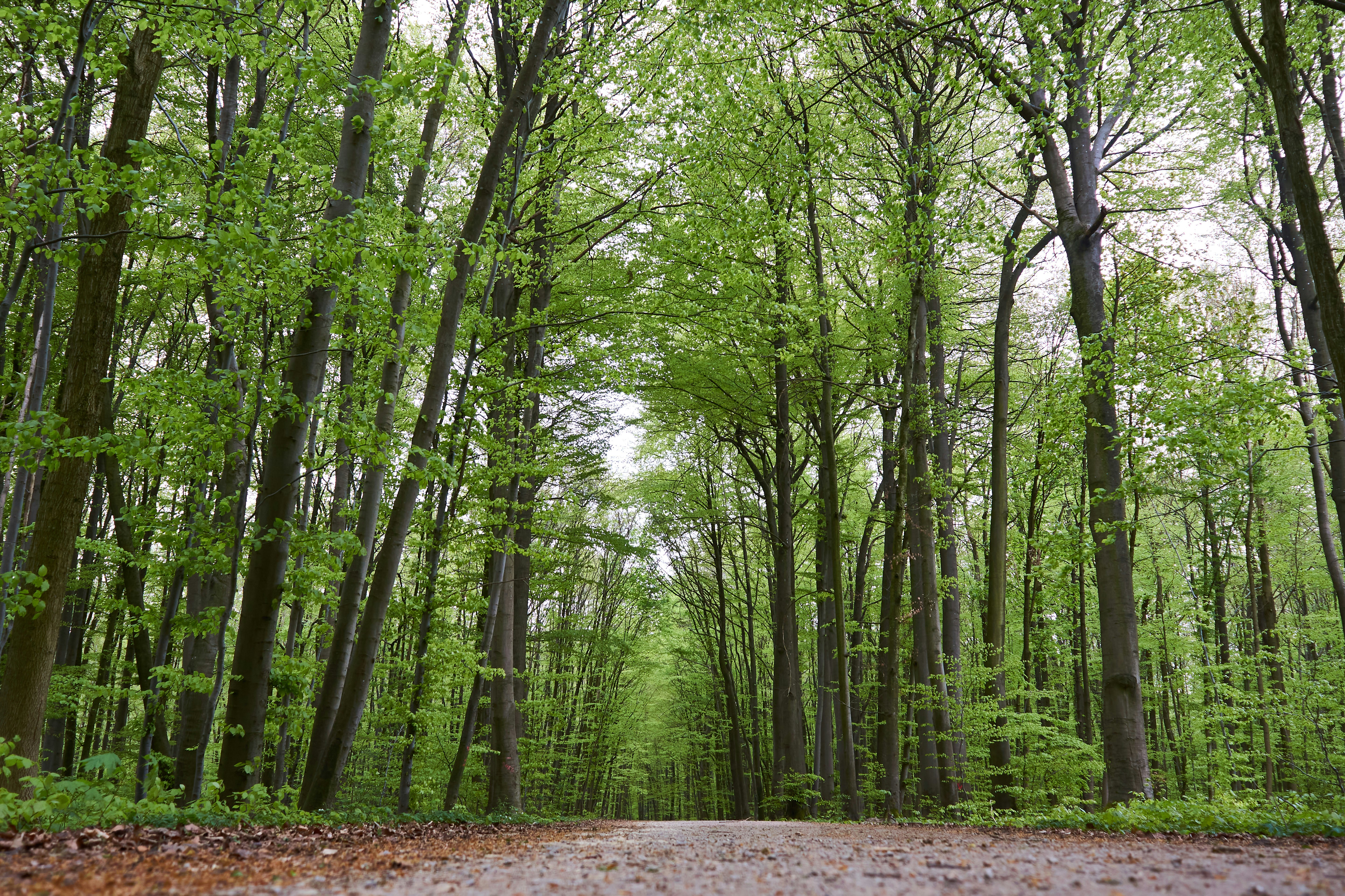 Photo by wolfgang_hasselmann