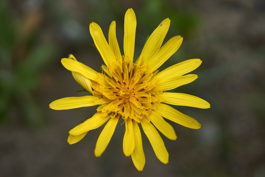 yellow flower in tilt shift lens