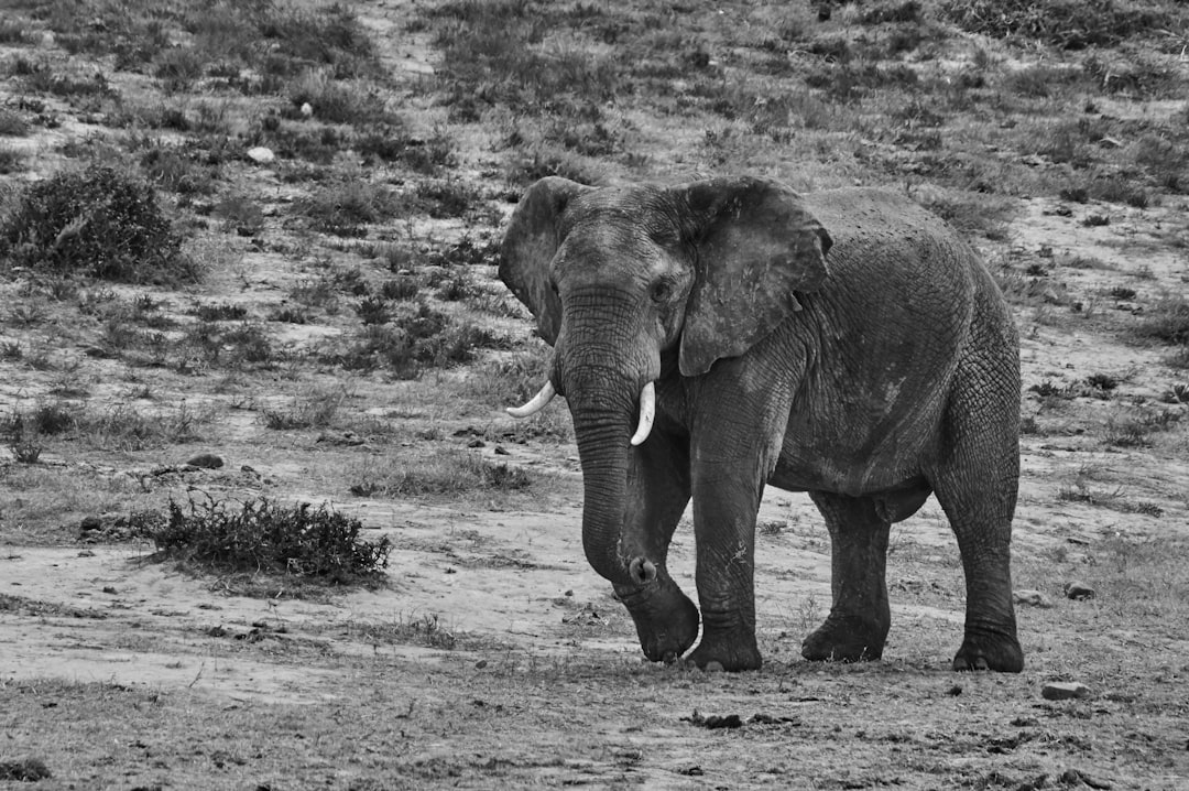 elephant walking on grass field during daytime