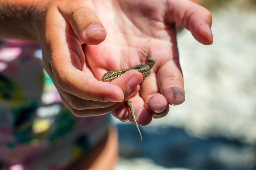 brown and black lizard on persons hand