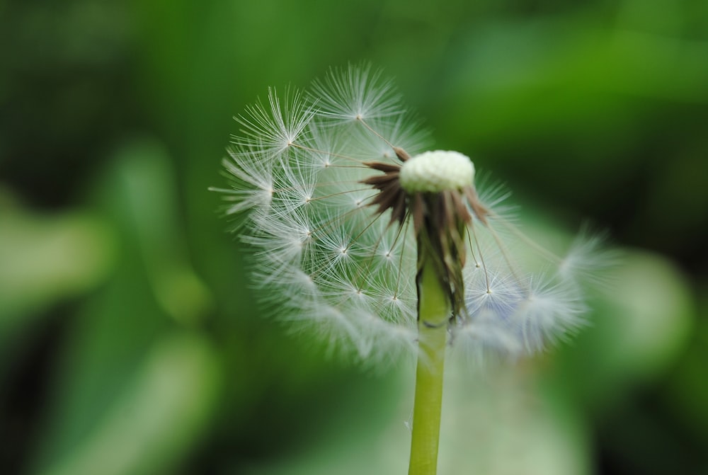 white dandelion in close up photography