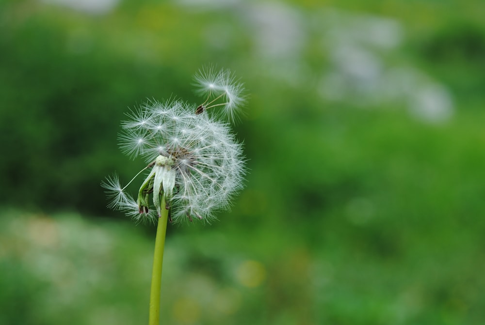 white dandelion in close up photography