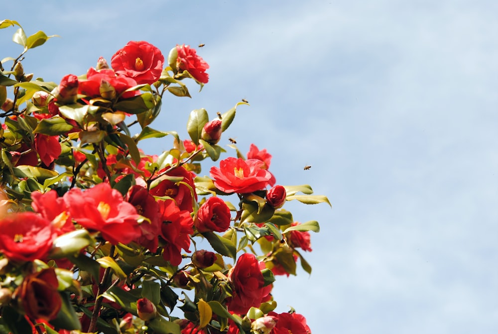 red flowers with green leaves under blue sky during daytime