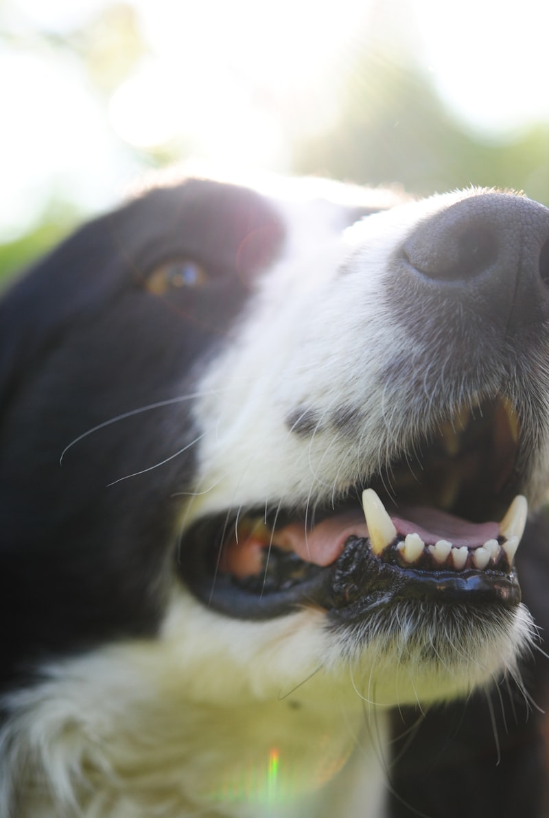Black and white Border Collie with a calm, alert expression — well-handled dogs accept dental care as a normal part of their routine