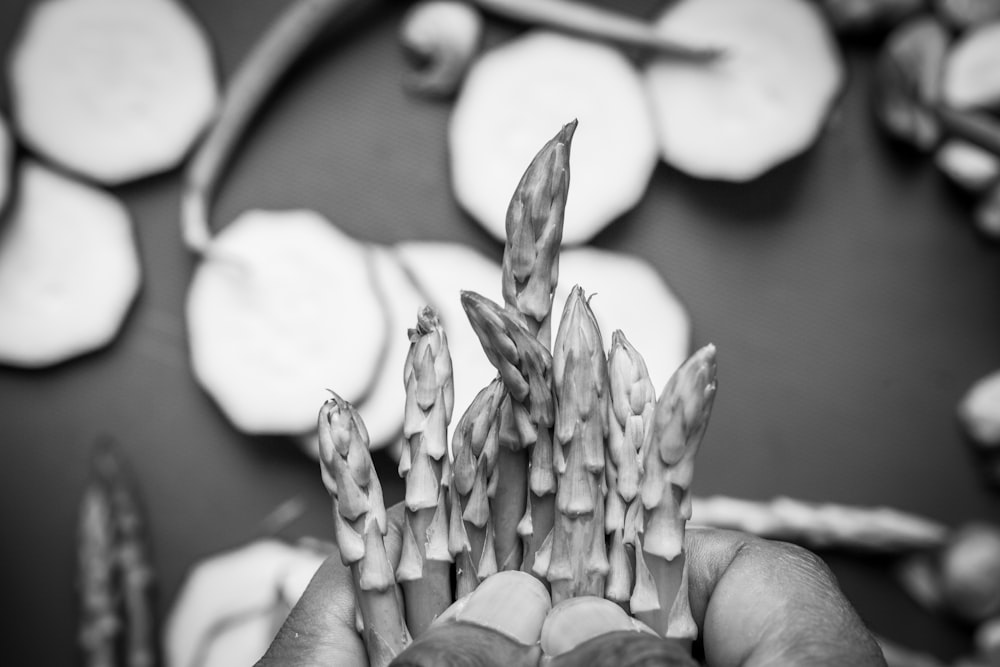 grayscale photo of flower bud