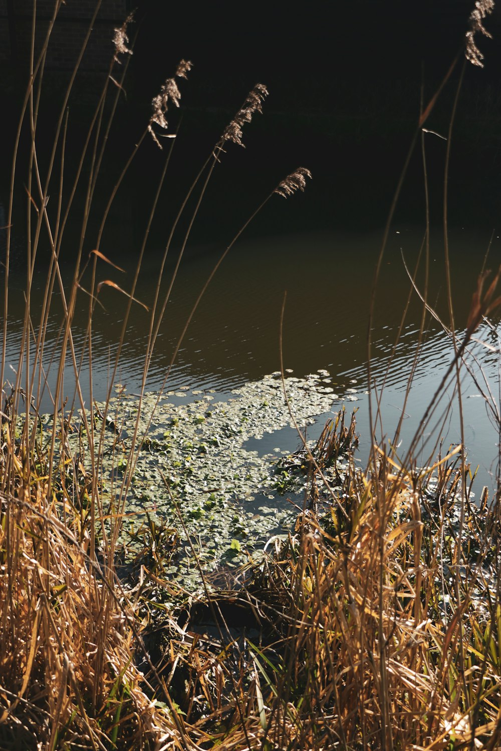 brown grass on water during daytime