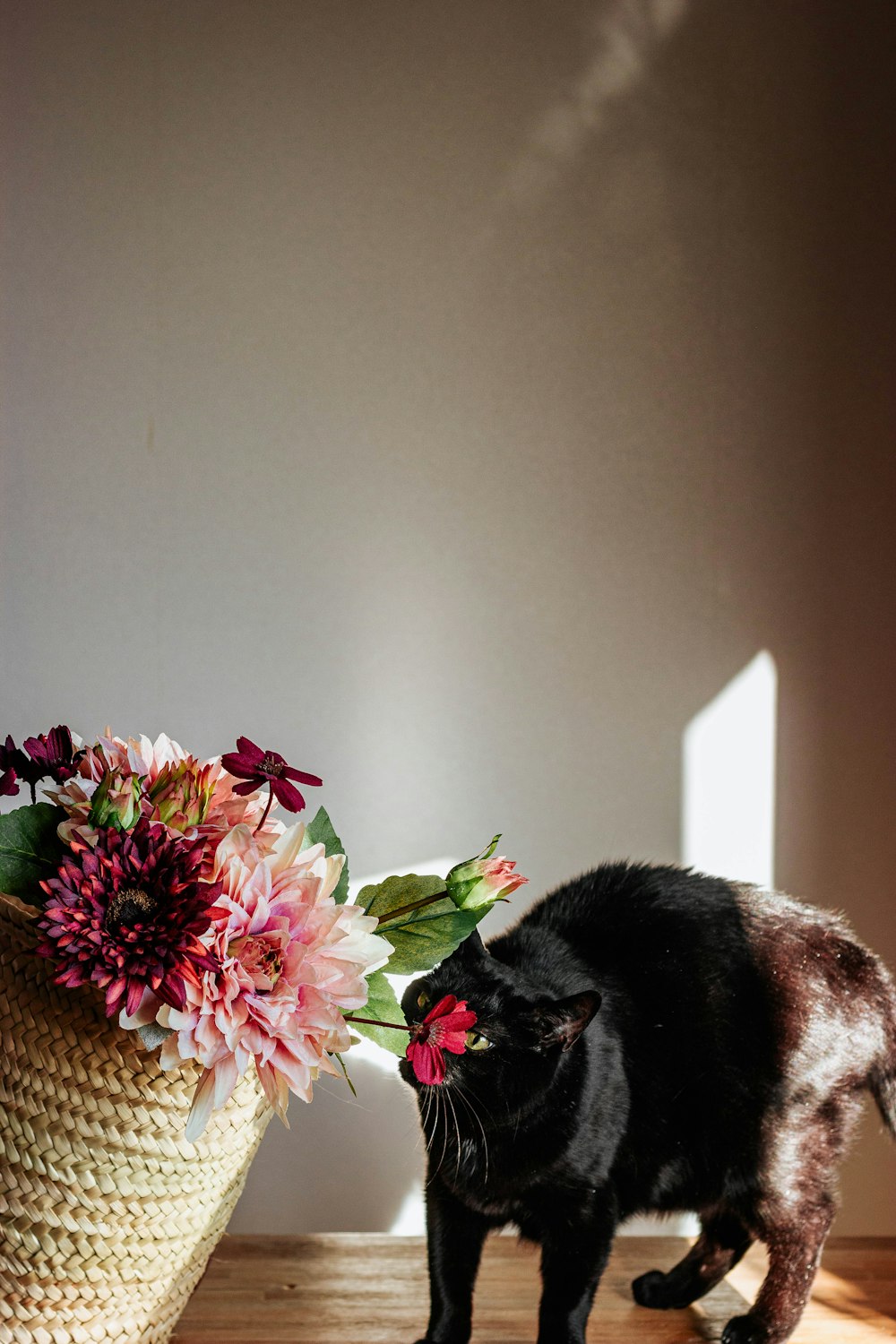 black cat beside pink flowers