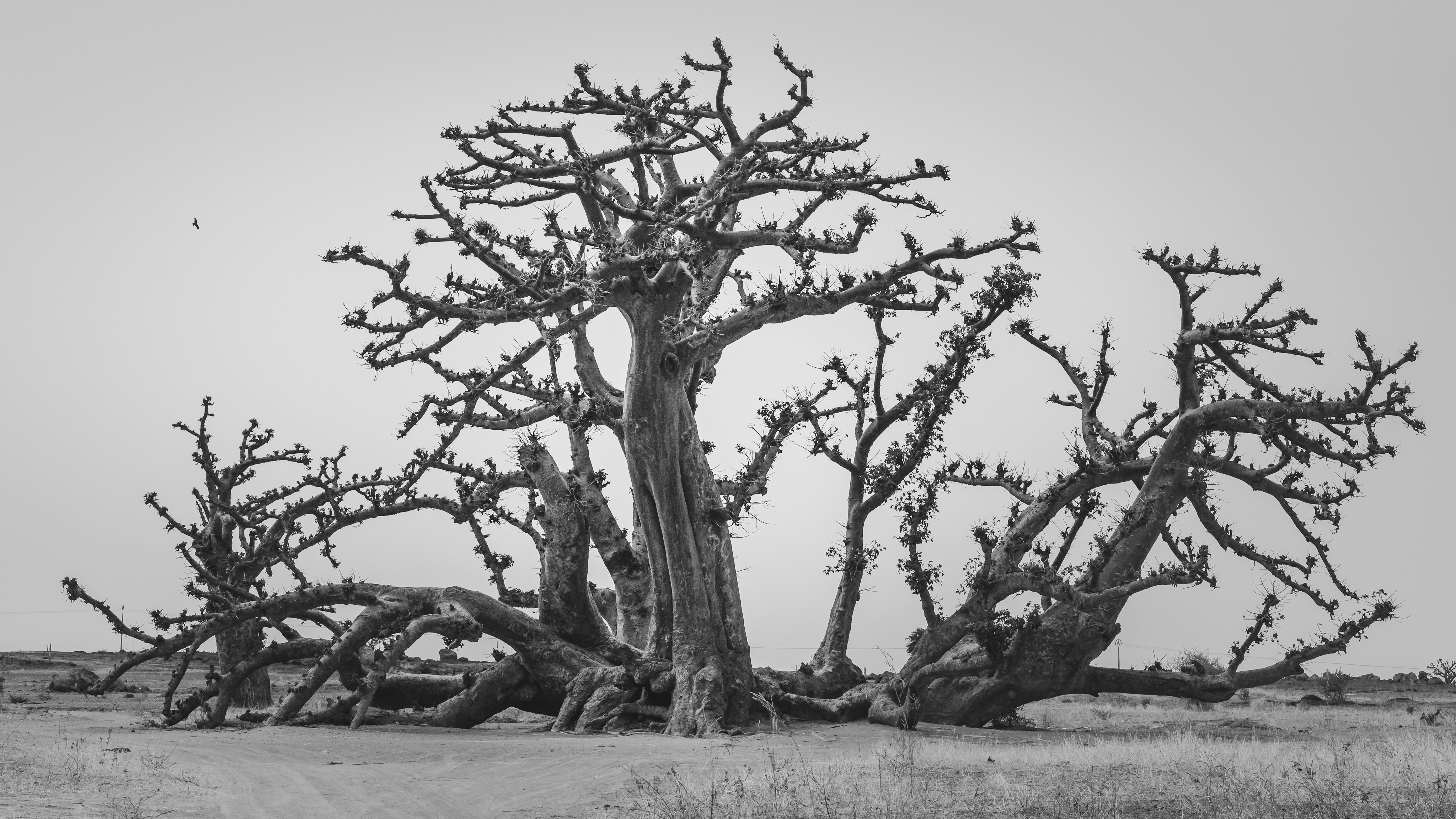 Définition de baobab Dictionnaire français