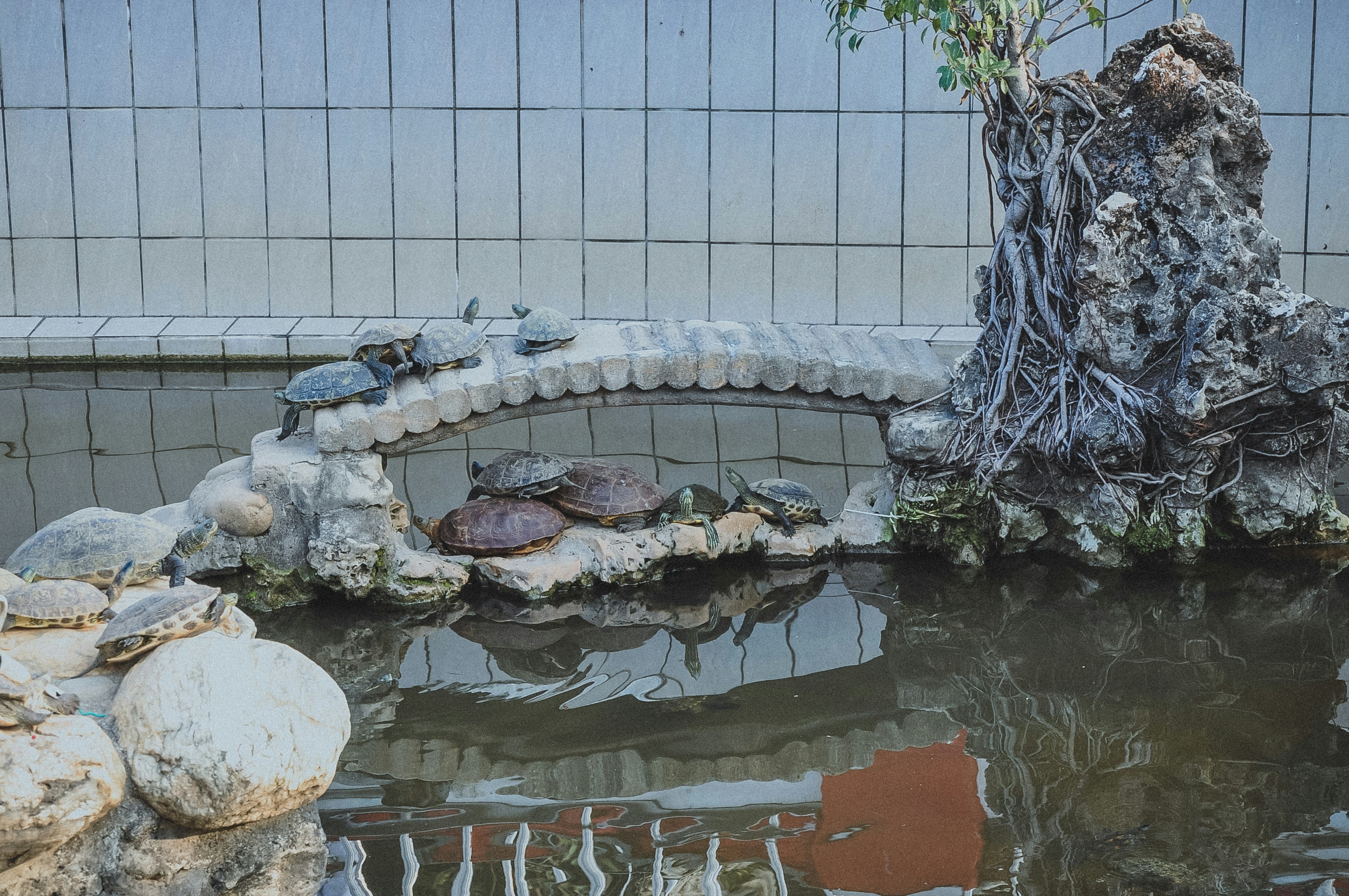 brown and black turtle on water fountain
