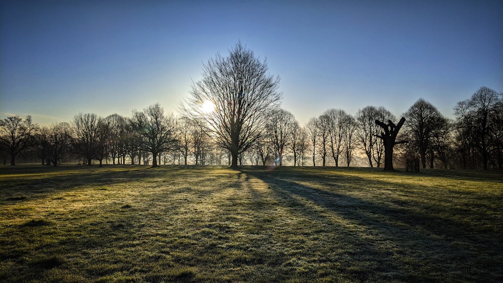 leafless trees on green grass field during daytime