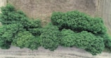 Aerial view of a green canopy formed after tree plantation, contrasting with surrounding dry land.
