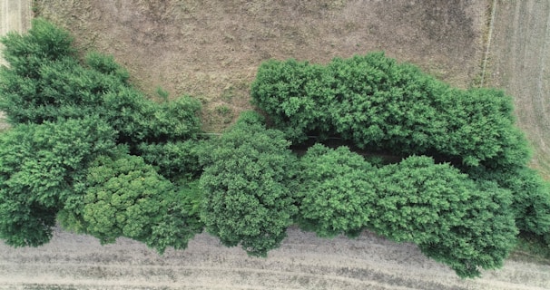 An aerial view of a dense line of trees, displaying rich green foliage. The trees are bordered by areas of dry, earthy ground with visible tracks, suggesting pathways or agricultural fields.
