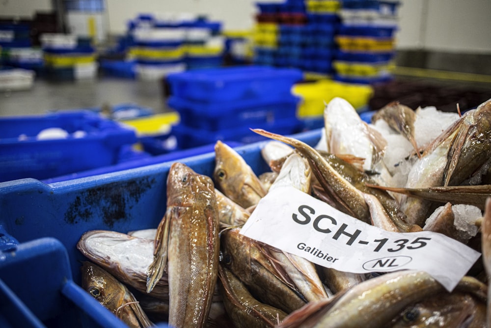 Brauner Fisch auf blauem Plastikbehälter