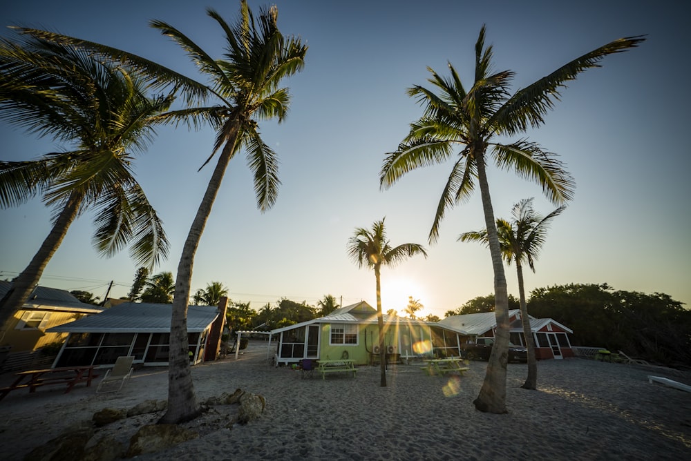 palm trees near white concrete building during daytime