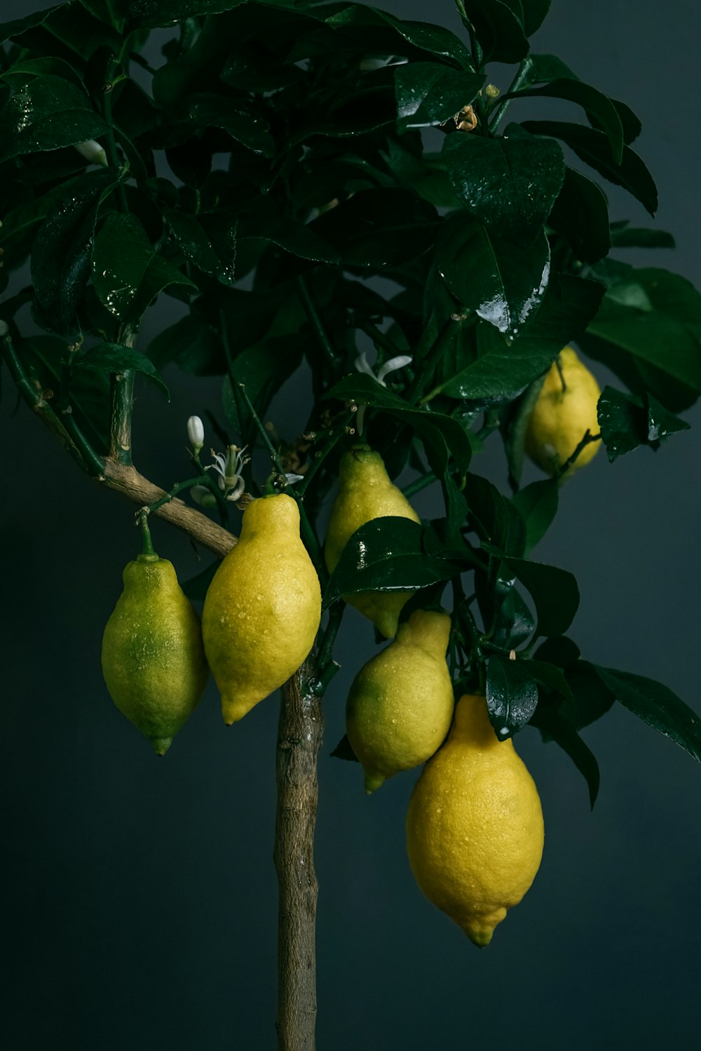 Fruta amarilla de limón en el árbol