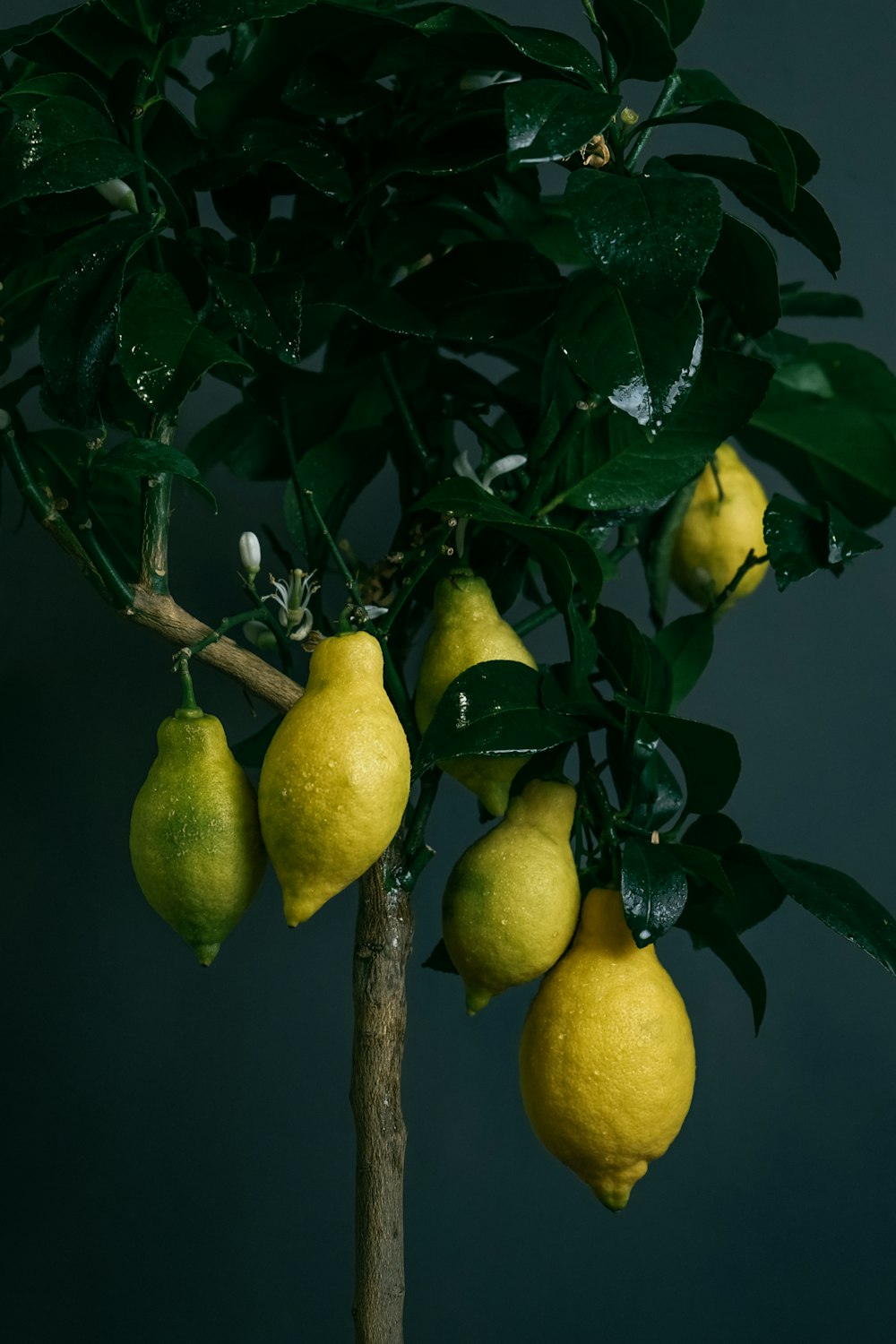 yellow lemon fruit on tree