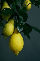 yellow lemon fruit with green leaves