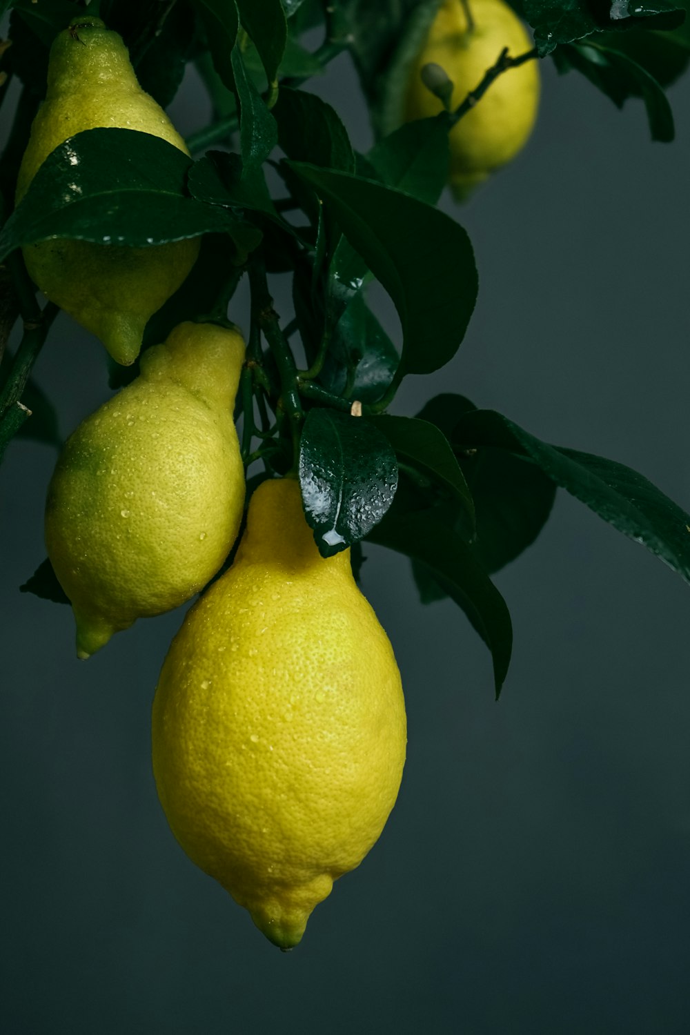 yellow lemon fruit with green leaves