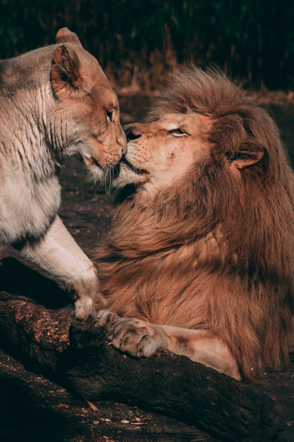 lion couple kissing on a brown rock