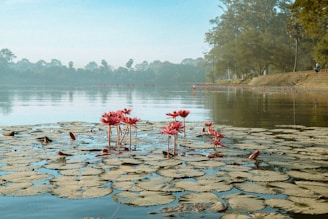 pink flamingo on body of water during daytime
