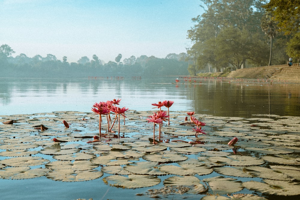 pink flamingo on body of water during daytime