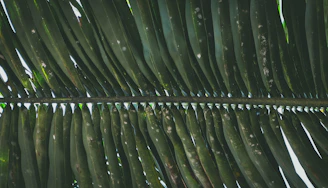 Close-up of textured tropical fabric with warm sunlight filtering through palm leaves.
