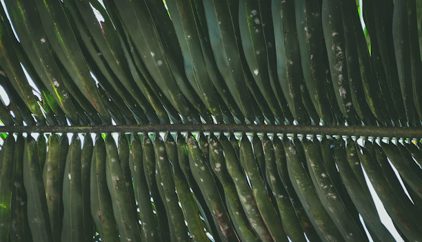 Close-up of textured tropical fabric with warm sunlight filtering through palm leaves.