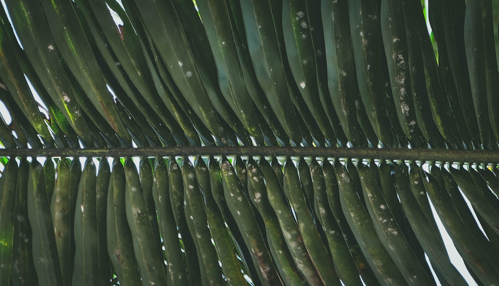 plante à feuilles vertes pendant la journée