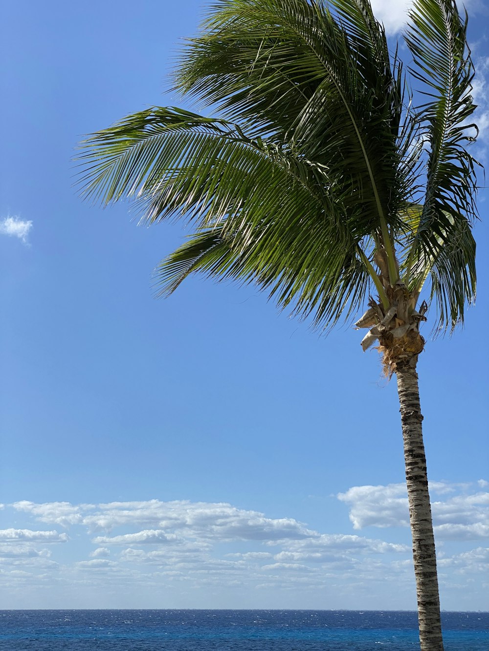 Palmera verde bajo el cielo azul durante el día