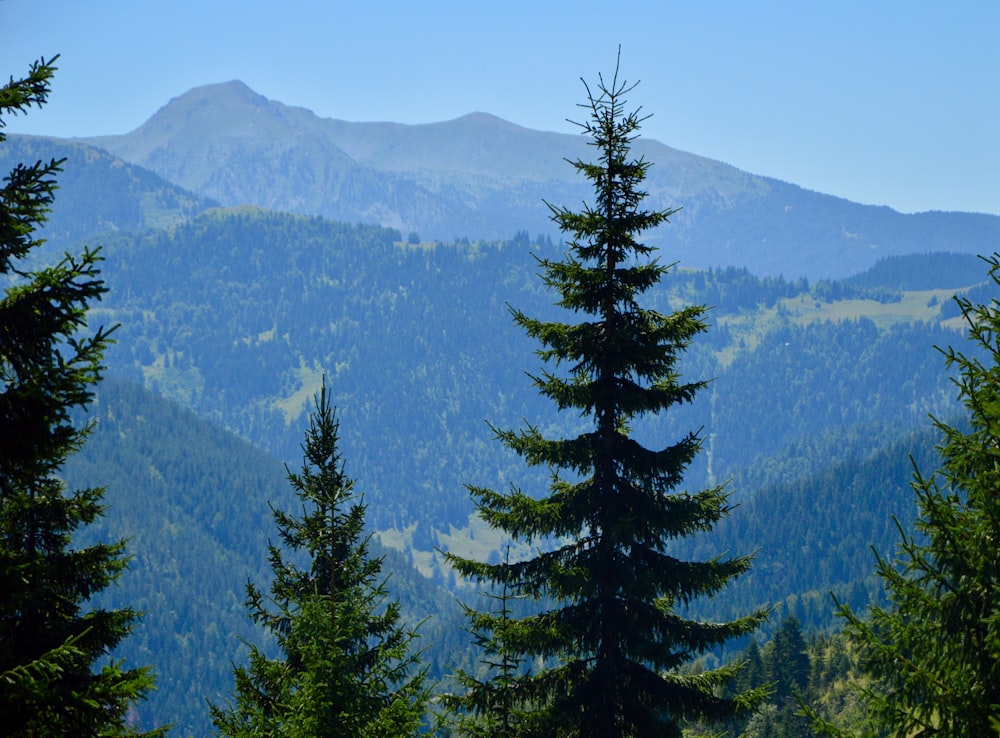 green pine trees on mountain during daytime