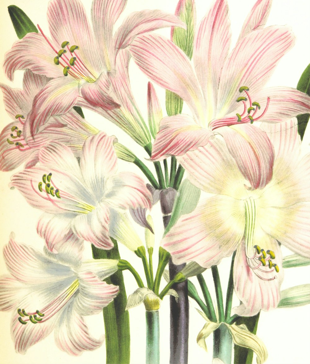 illustrazione di fiori bianchi e viola