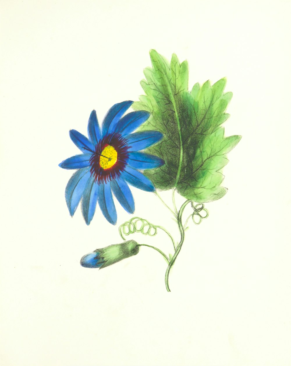 blue and white flower illustration