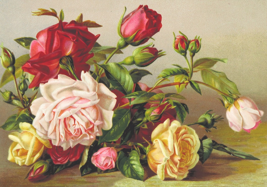 white and pink rose bouquet, Image taken from page 71 of