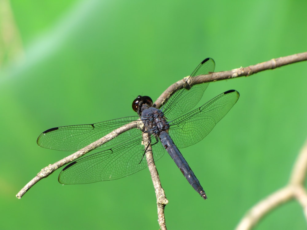 blue and black dragonfly perched on brown stem in close up photography during daytime